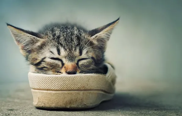 Картинка котенок, отдых, обувь, спит, усики, ушки