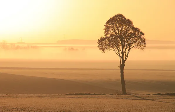 Картинка поле, свет, туман, дерево