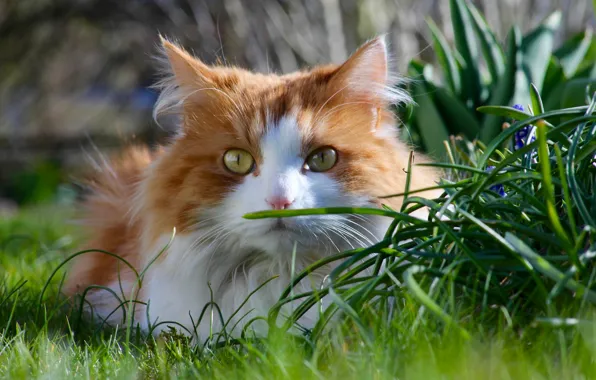 Картинка кошка, трава, кот, взгляд