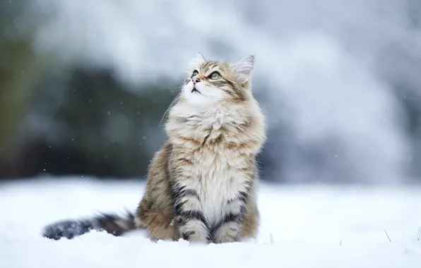 Картинка зима, кошка, взгляд, снег, cat, winter, snow, kitty, пушистая