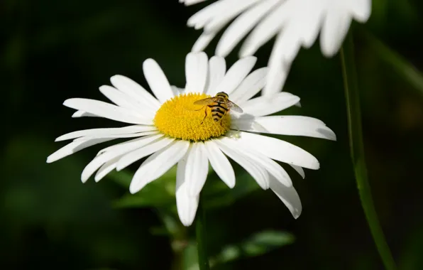 Картинка макро, пчела, оса, Цветы, Ромашка