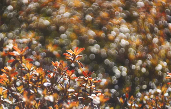 Картинка поле, осень, листья, растение, луг, блик