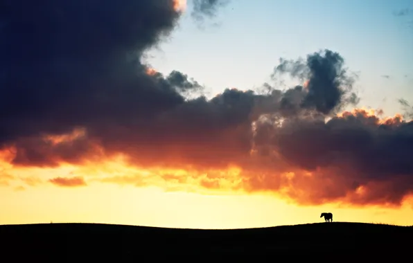 Картинка поле, облака, закат, огонь, лошадь, силуэт