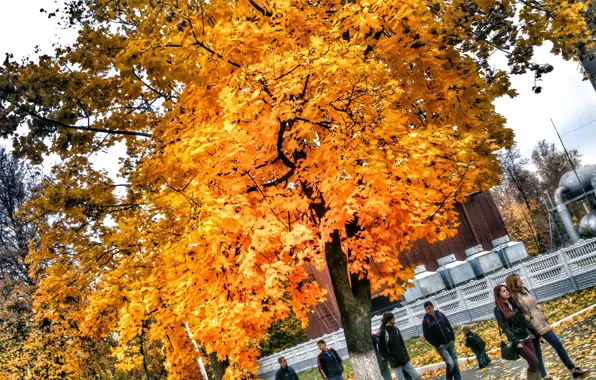 Картинка природа, люди, листва, Дерево, Желтый, Осень