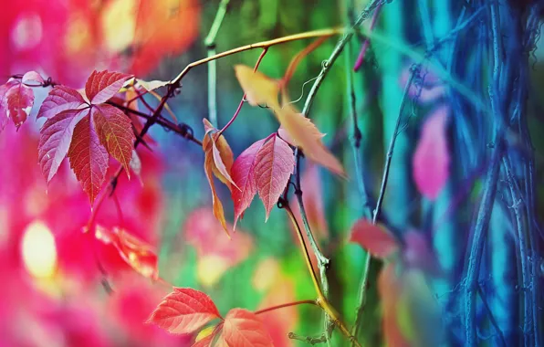 Картинка цвета, дерево, забор, настроение осень