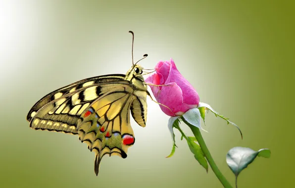 Картинка глаза, бабочки, розы, крылья, стебель, rose, усики, wings, butterfly, eye, stalk, leave, antennae, оставить