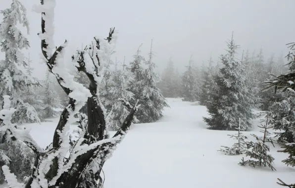 Картинка зима, лес, снег, природа, Чехия, Шумава, PLESNÁ