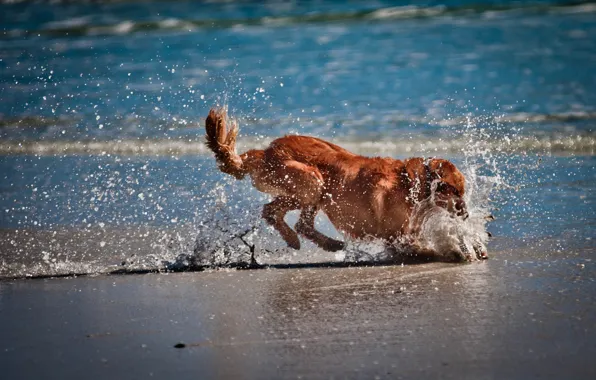 Картинка песок, море, вода, собака, играет