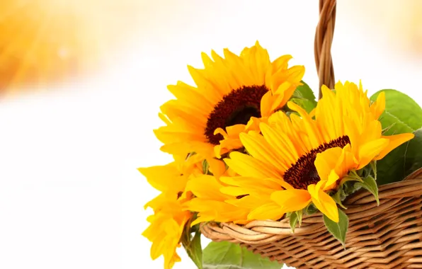 Картинка листья, цветы, жёлтый, корзина, подсолнух, gold, золотистый, yellow, подсолнечник, flowers, leaves, beauty, basket, Sunflower