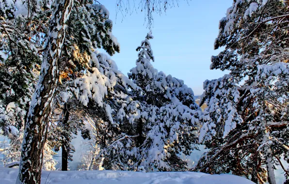 Картинка зима, лес, небо, снег, деревья, ель