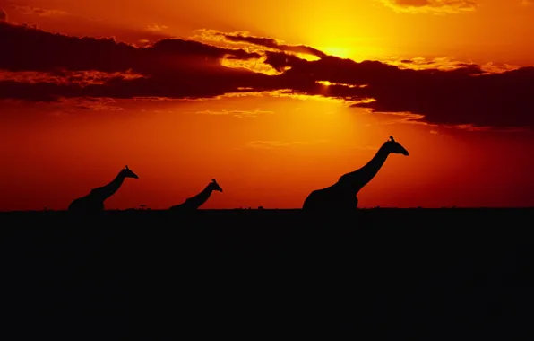 Картинка небо, солнце, закат, Жирафы