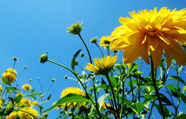 Картинка небо, цветы, желтые, sky, yellow, flowers