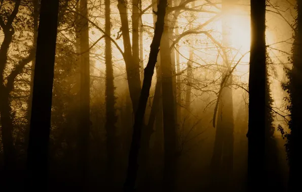 Картинка деревья, туман, мрак, сепия