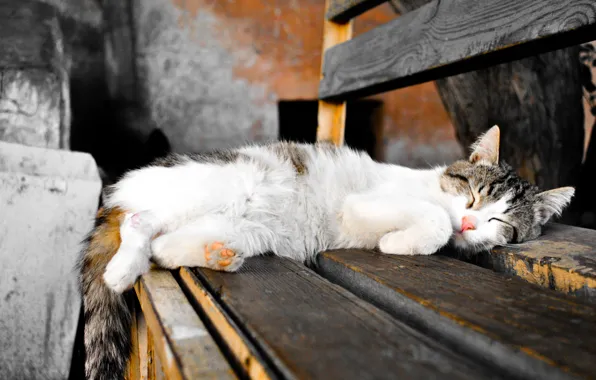 Картинка кот, сон, цветное фото, черно-белое, скамья, фильтры, раскрашено