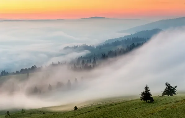 Картинка природа, туман, утро, склон