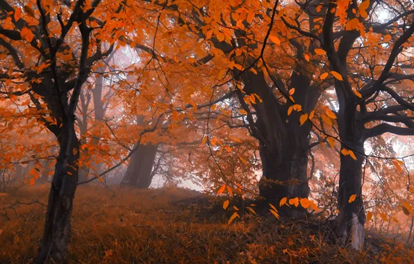 Картинка осень, лес, листья, деревья, туман, Природа, forest, листопад, trees, nature, autumn, leaves, fog