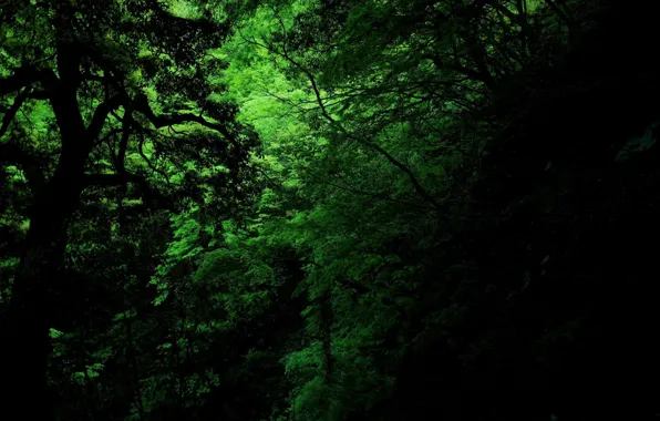 Картинка green, dark, jungle