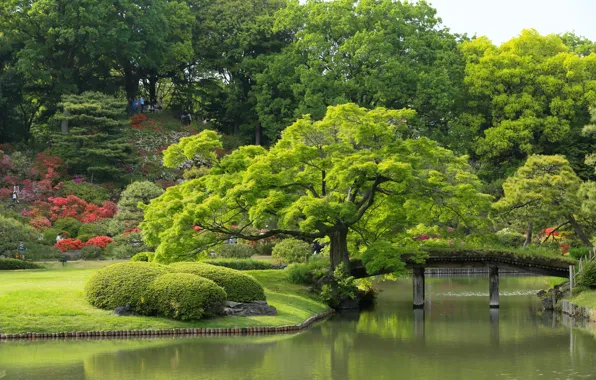 Картинка деревья, Япония, Токио, Tokyo, Japan, мостик, водоём, японский сад, Rikugien Garden, Сад Рикугиэн