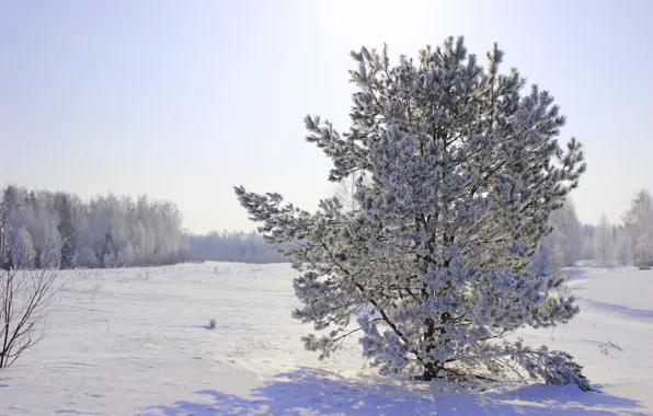 Картинка зима, снег, природа, сосна