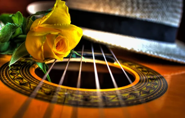 Картинка макро, роза, гитара