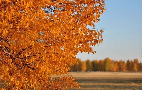 Картинка поле, осень, листья, солнце, природа, дерево