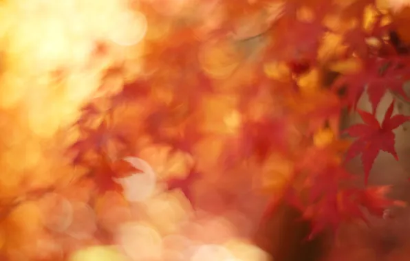 Картинка осень, макро, листва, клён, боке, Ноябрь