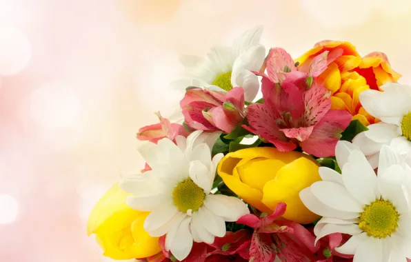 Картинка цветы, тюльпаны, хризантемы, альстромерия