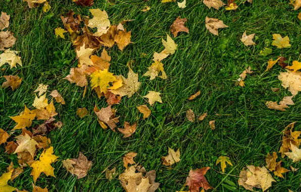 Картинка осень, трава, капли, листва, grass, Autumn, leaves, drops