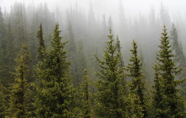 Картинка зелень, деревья, туман, Лес, ели, сосны