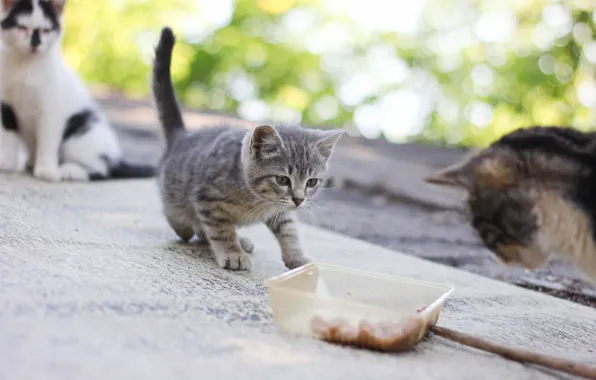 Картинка кошка, кошки, природа, коты, еда, Кот