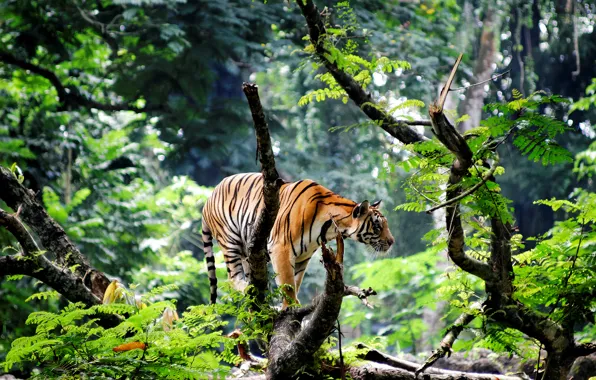 Картинка тигр, Индия, джунгли, Азия, молодой
