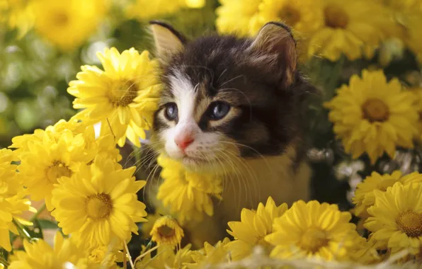 Картинка цветы, котёнок, хризантемы