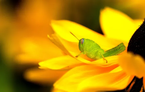 Картинка цветок, желтый, зеленый, кузнечик, рудбекия