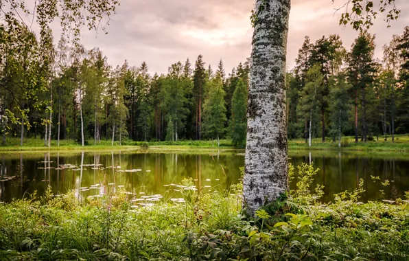 Картинка лето, трава, деревья, пруд, парк, берёза, боке, Финляндия