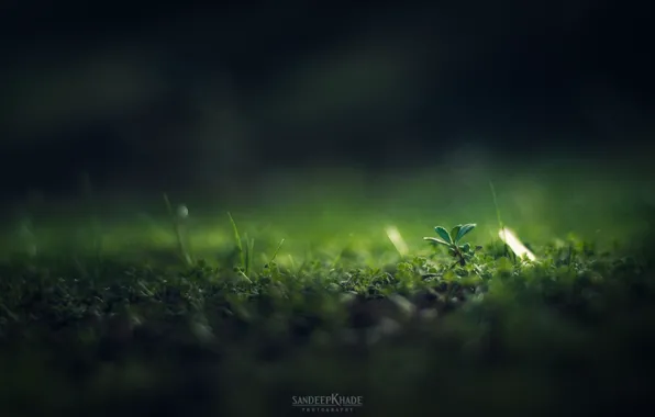 Картинка трава, макро, зеленый цвет, затемнение, Sandeep Khade