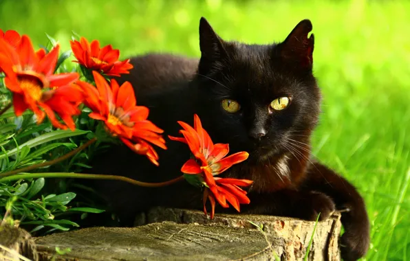 Картинка кошка, глаза, кот, взгляд, морда, цветы, поза, зеленый, фон, дерево, черный, портрет, сад, красные, лежит, …