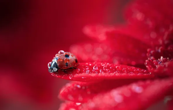 Картинка colorful, red, flower, macro, water drops, animal, drops, petals, insect, Ladybug