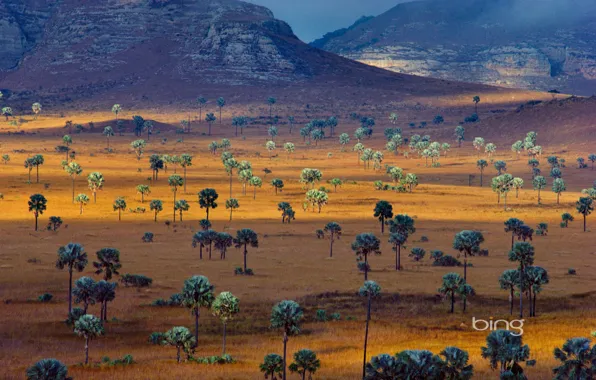 Картинка пейзаж, горы, пальмы, саванна, Мадагаскар