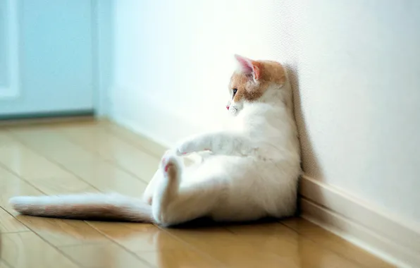 Картинка кошка, отдых, torode