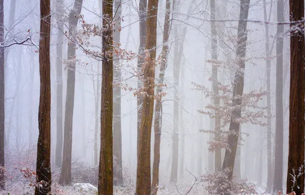 Картинка зима, иней, лес, снег