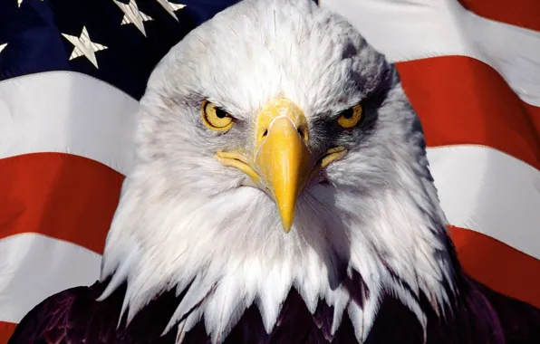 Картинка птица, орел, флаг, америка, сша