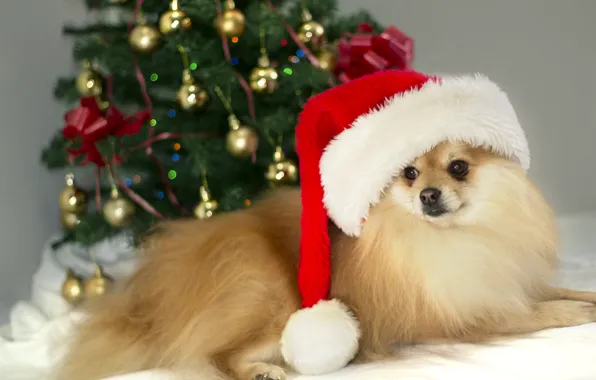 Картинка christmas, photo, brown, dog, cute, german, MMaglica photo, MMaglica, spitz, small