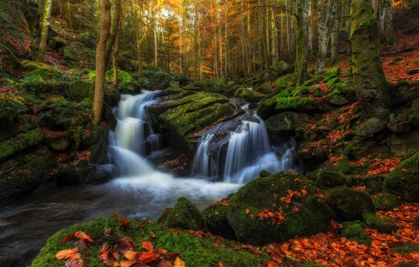 Картинка осень, лес, вода, деревья, ручей, камни, листва, Франция, мох, выдержка, потоки, регион, Овернь