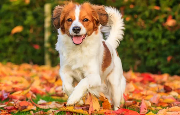Картинка осень, листья, радость, настроение, собака, Коикерхондье