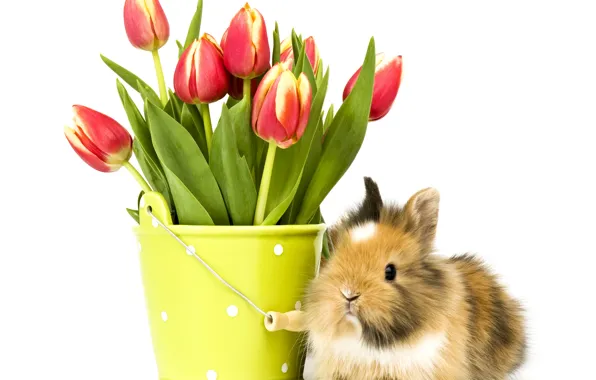 Картинка фото, Цветы, Кролик, Тюльпаны, Животные