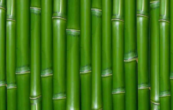 Картинка зеленый, текстура, бамбук