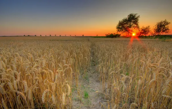 Картинка пшеница, поле, солнце, закат