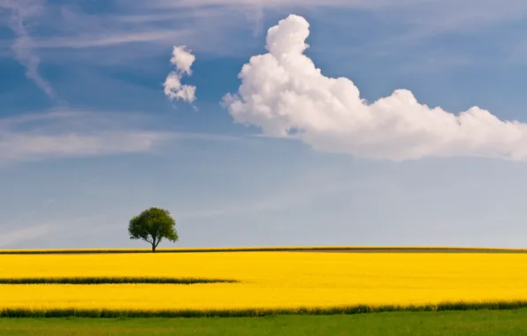 Картинка поле, лето, небо, облака, дерево, рапс