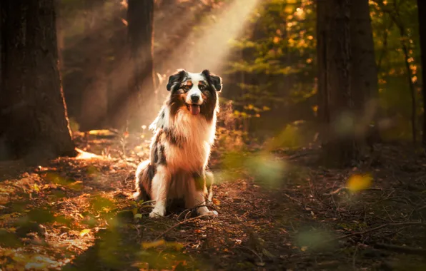 Картинка осень, лес, взгляд, друг, собака