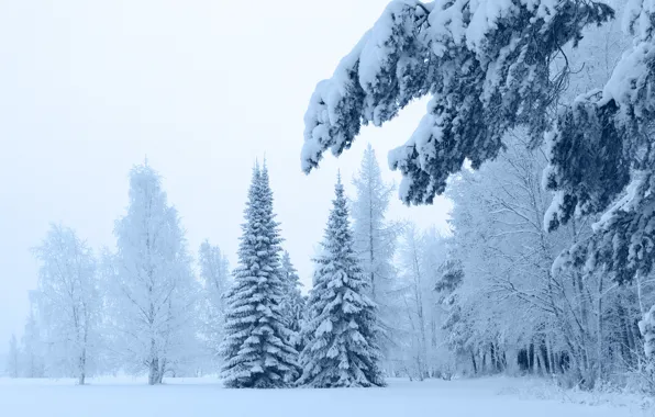 Картинка forest, winter, fir-tree, new|year